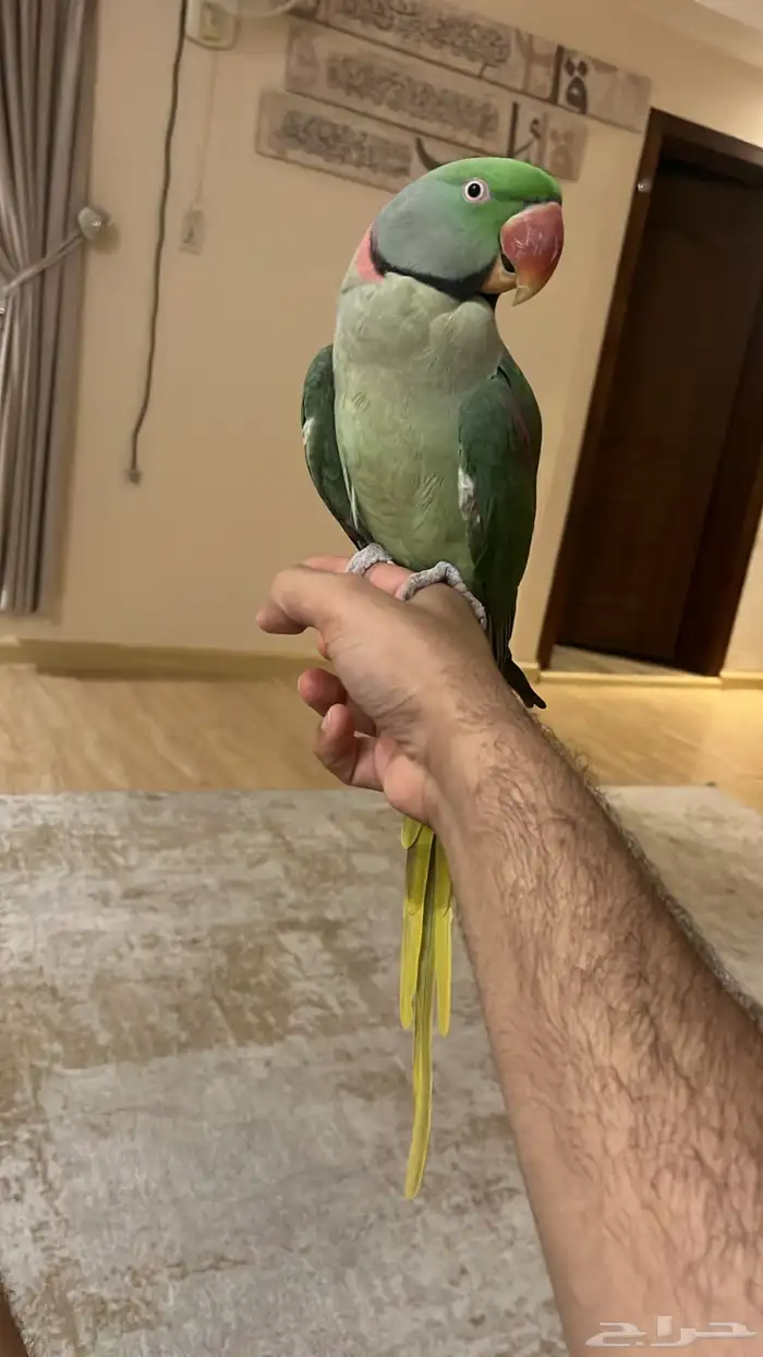 تم البيع تم البيع نيبالي اليف حمامه 0