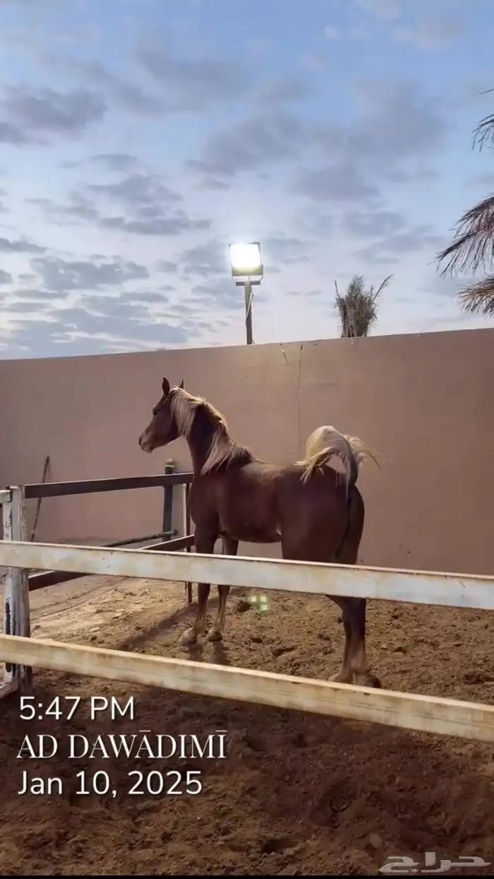 حصان عربي ( واهو ) 3