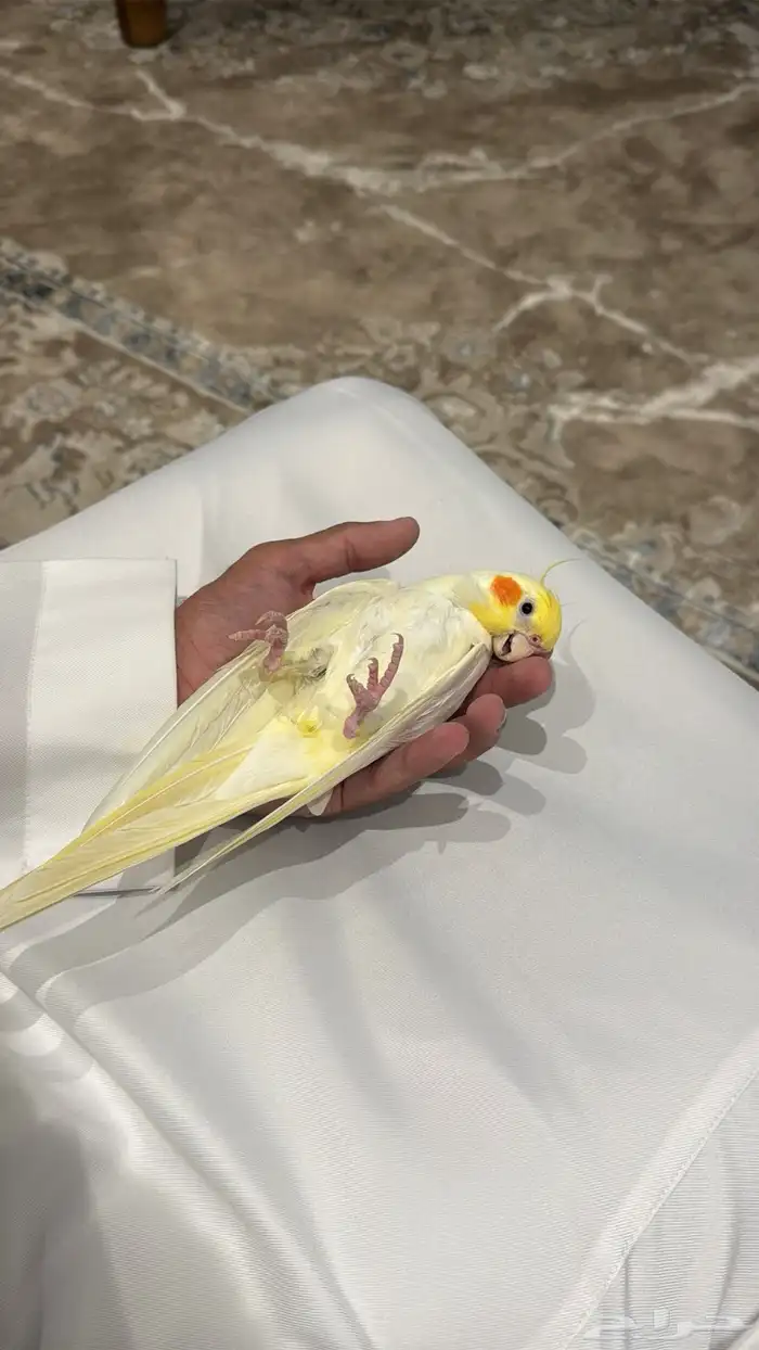 كروان البينو عيون حمر اليف 1