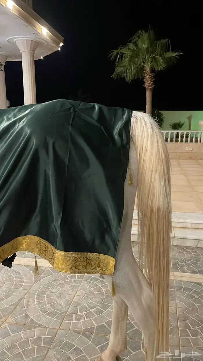 مستلزمات فروسية 0