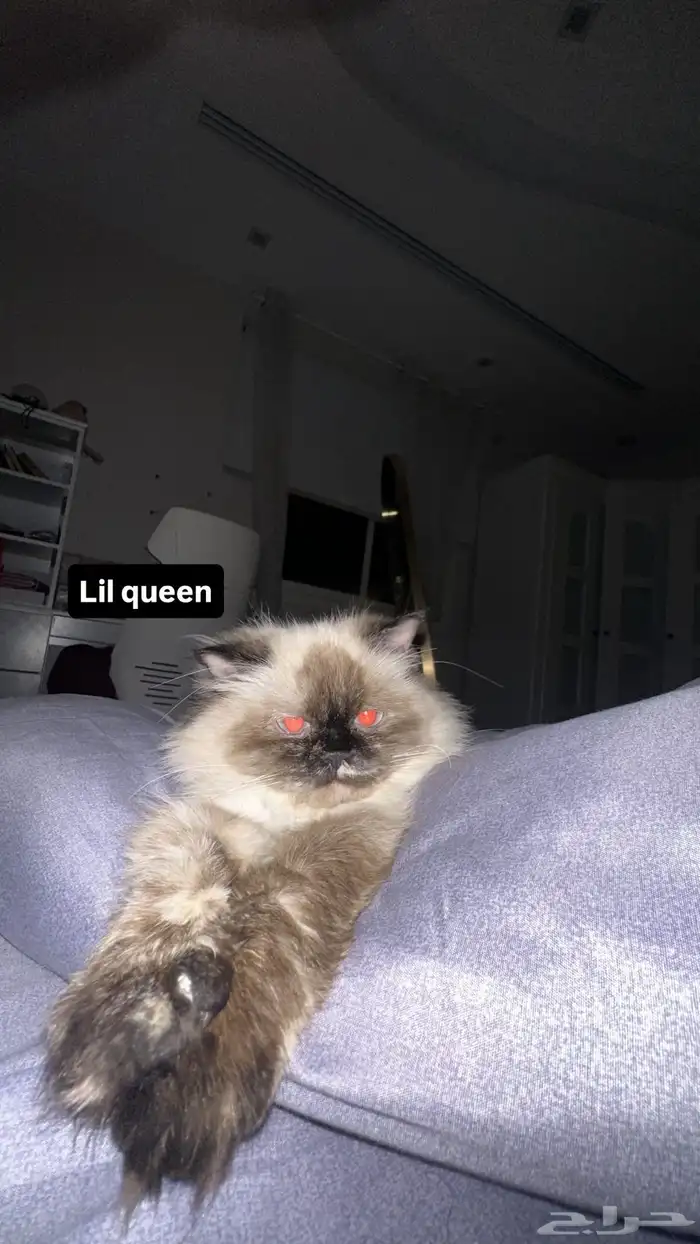 أنثى للتزواج 0