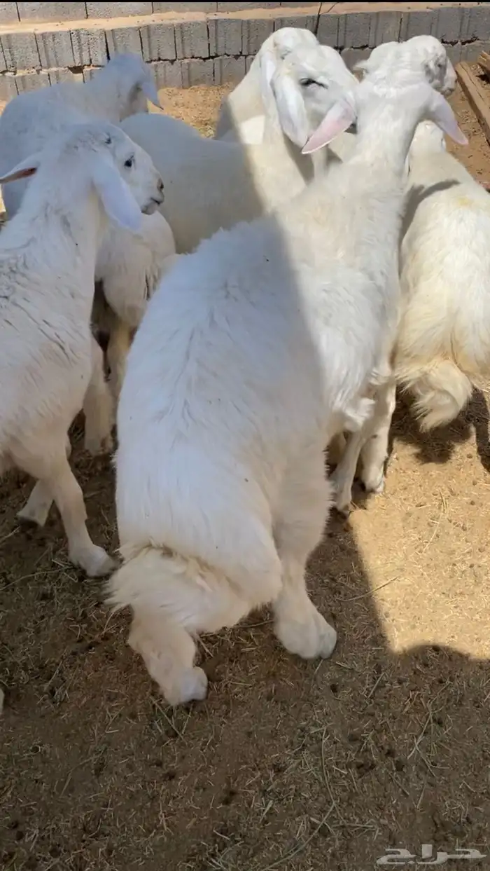 طليان ذبائح حري 3