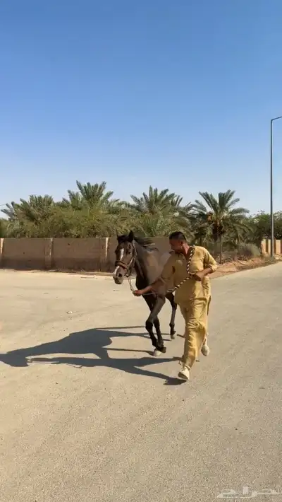 احصان انقليزي ورق index