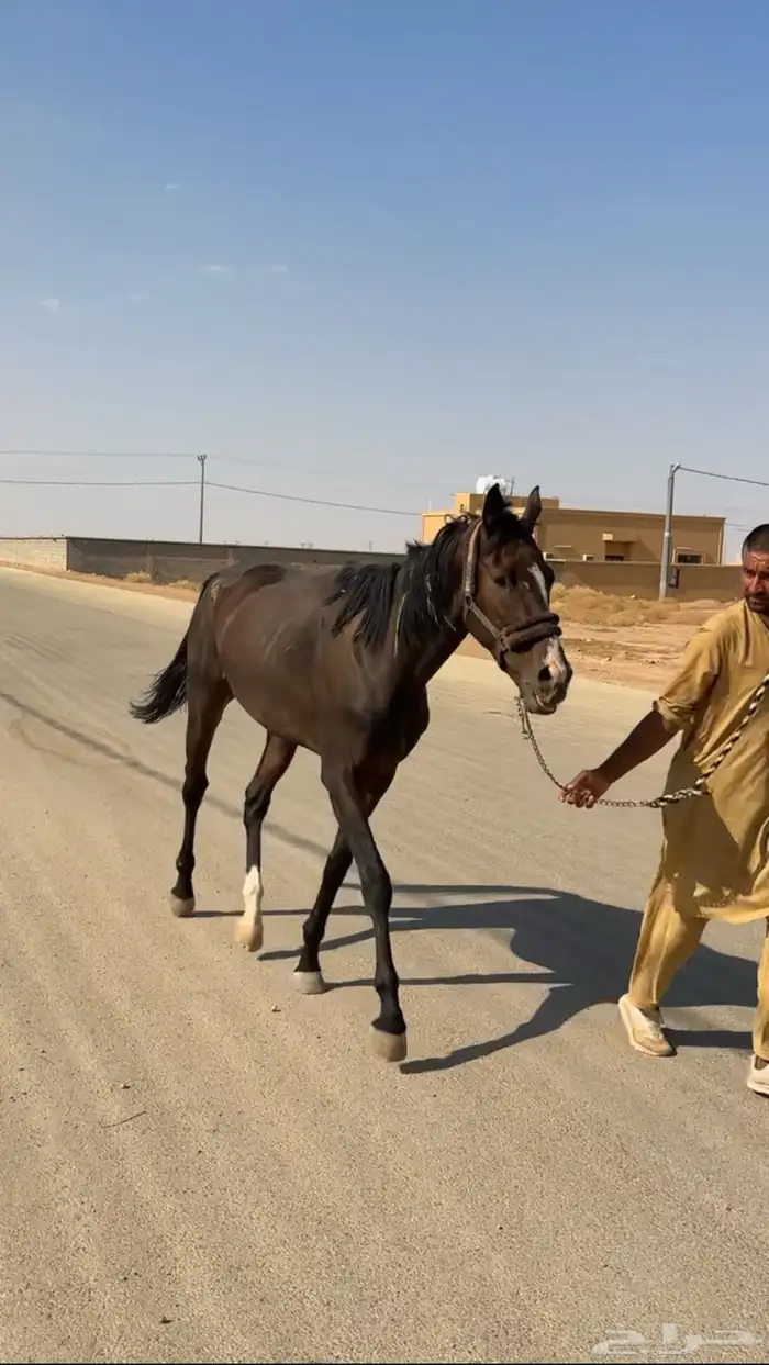 احصان انقليزي ورق 3