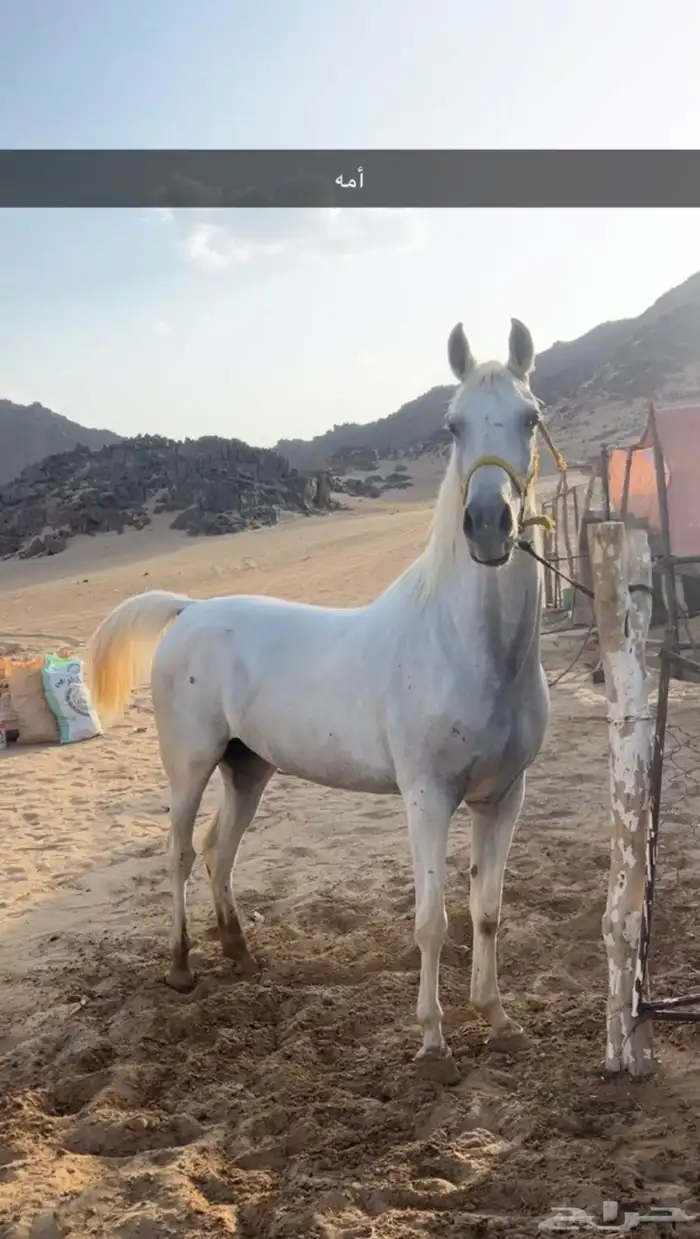 مهر شعبي 2