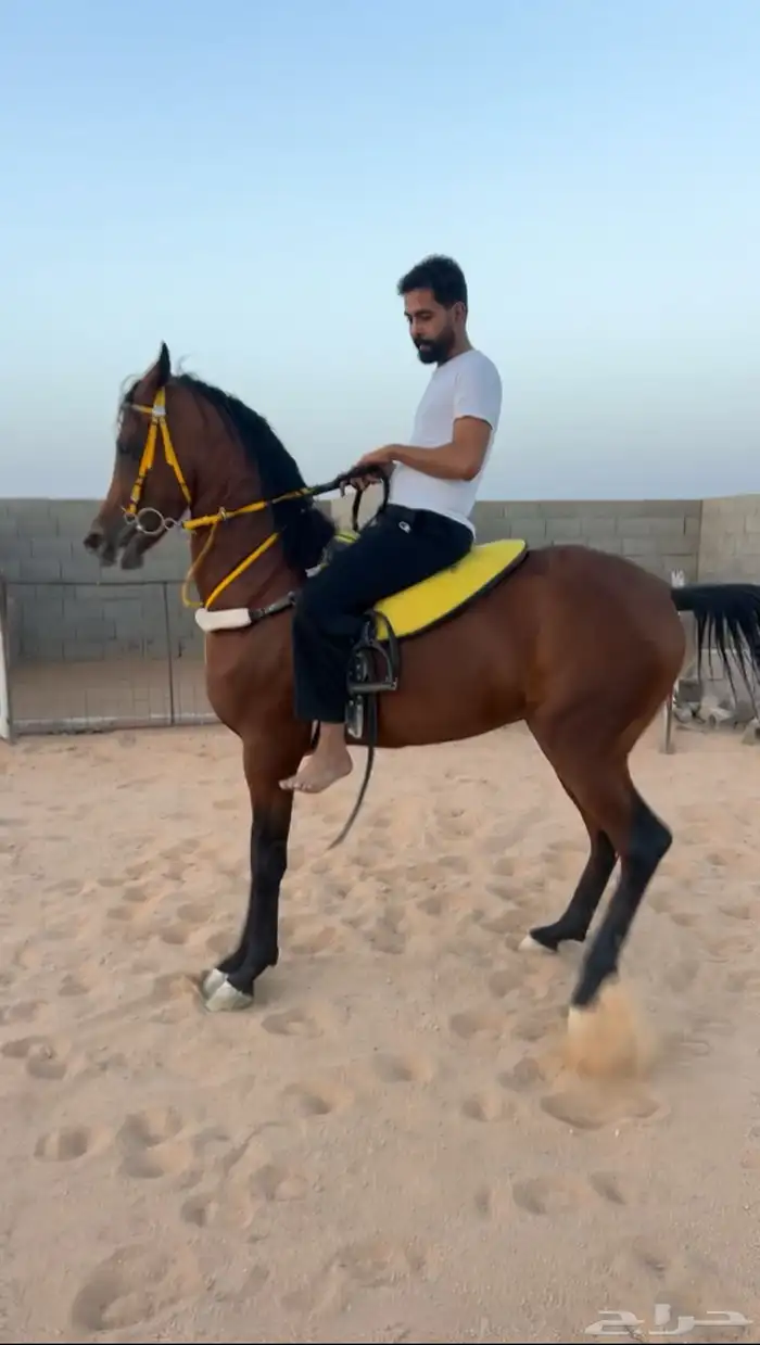 مهر واهو مستقبل فحل مربط فاخر 0