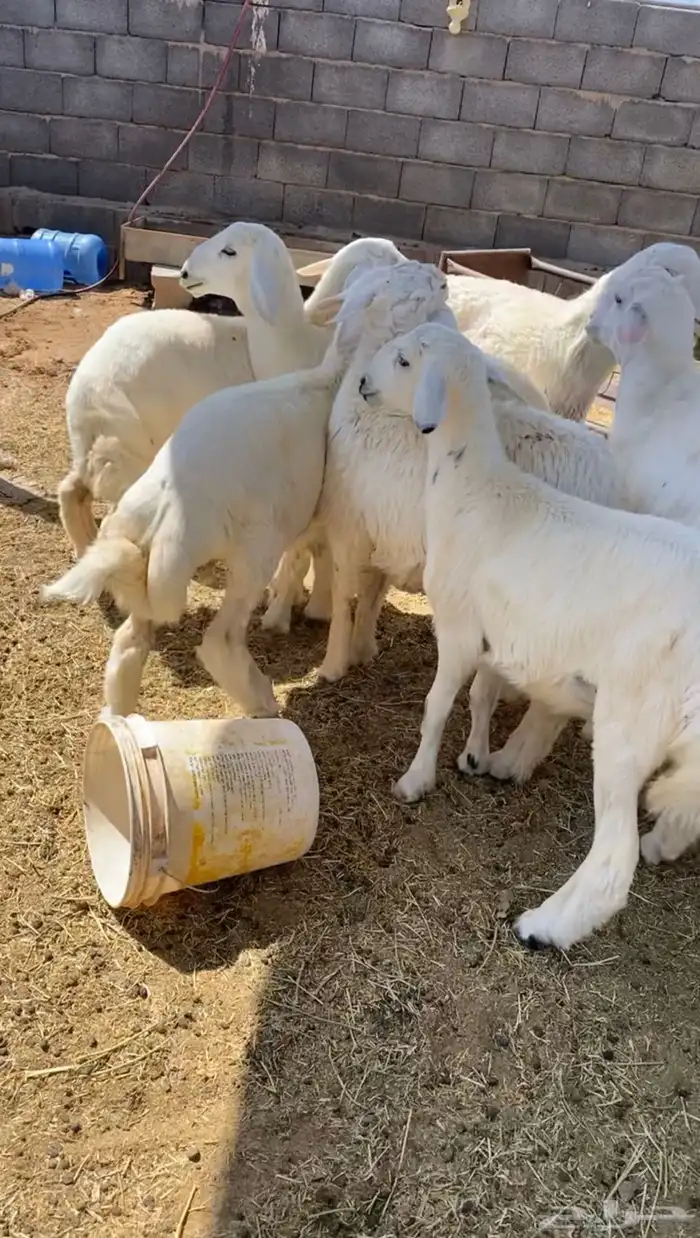 طليان ذبائح حري 2