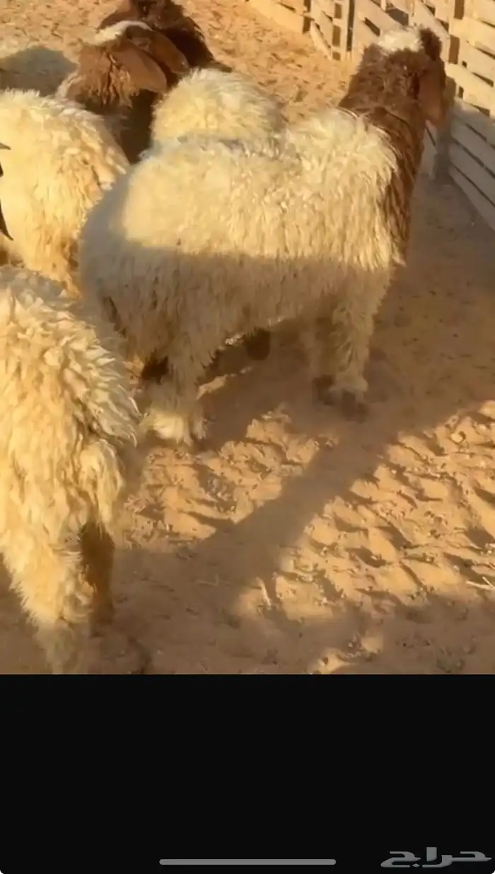فاخر طليان 1