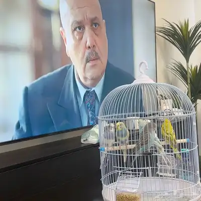 عصافير الحب 6 0