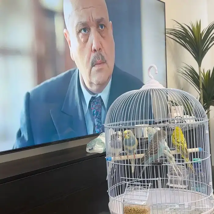 عصافير الحب 6 0