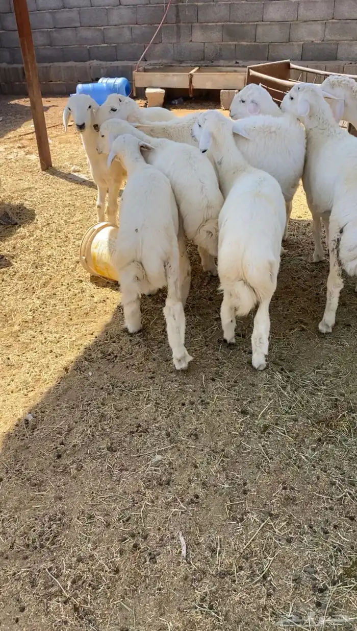 طليان ذبائح حري 6