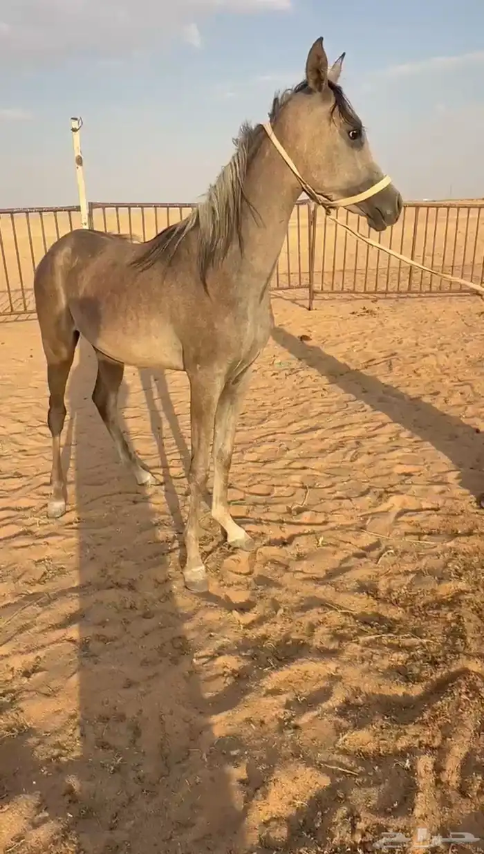 مهر شعبي شيخ 1