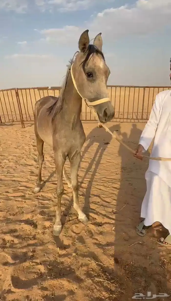 مهر شعبي شيخ 0