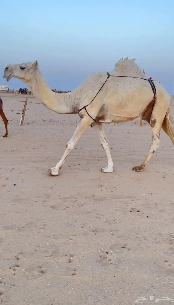 ضروبه وضحاء 0