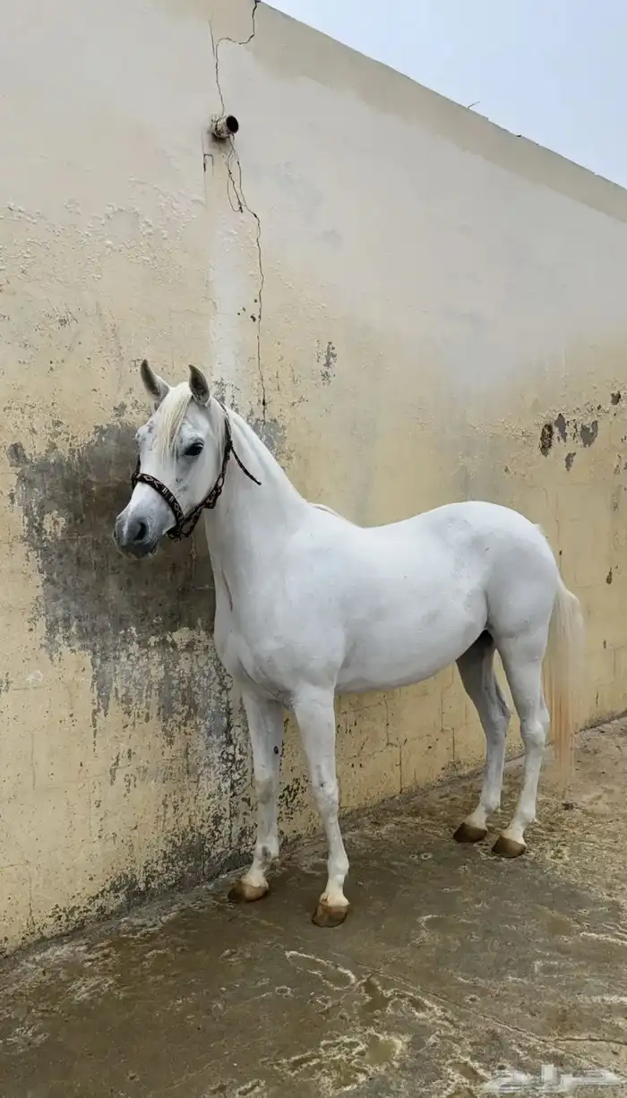 مربط المميز للايواء 3