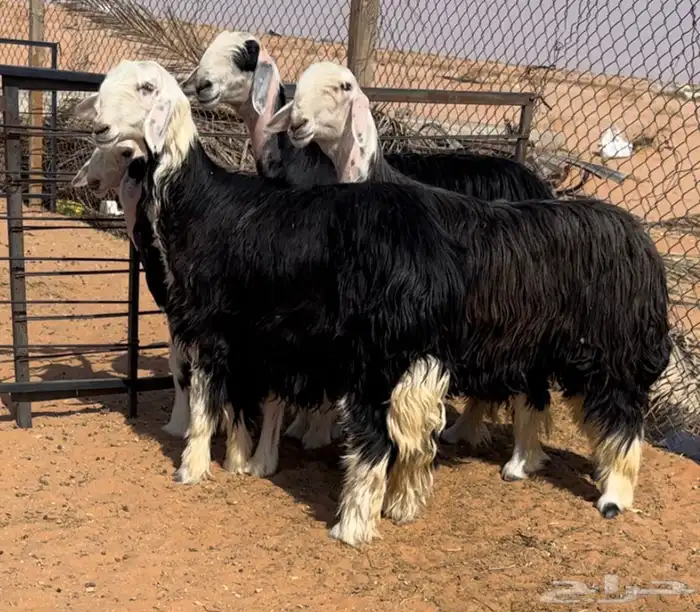 للبيع نجد خصم متبع ورخال 7