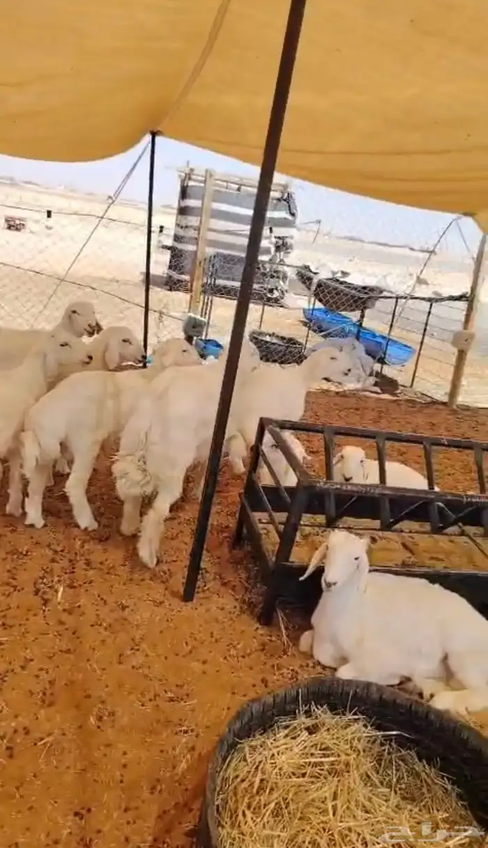 ذبايح ذبائح 4