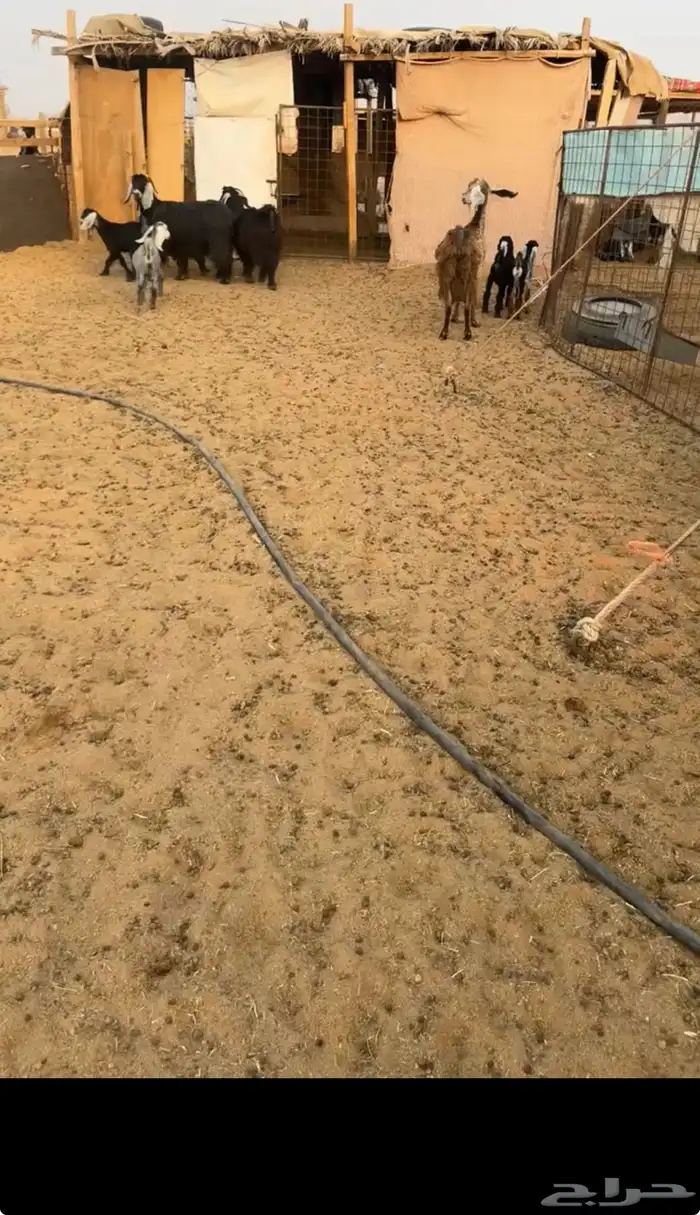 للبيع معزا متاويم 1