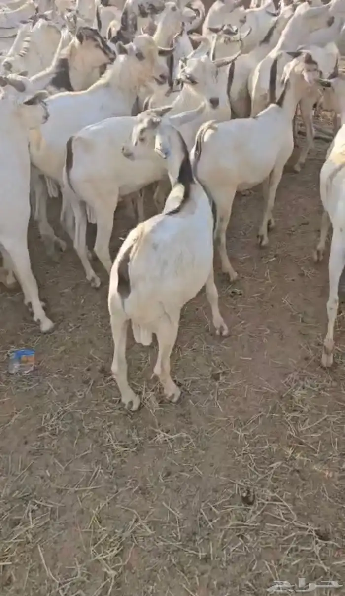 تيوس بحاره ب 610 ريال 1