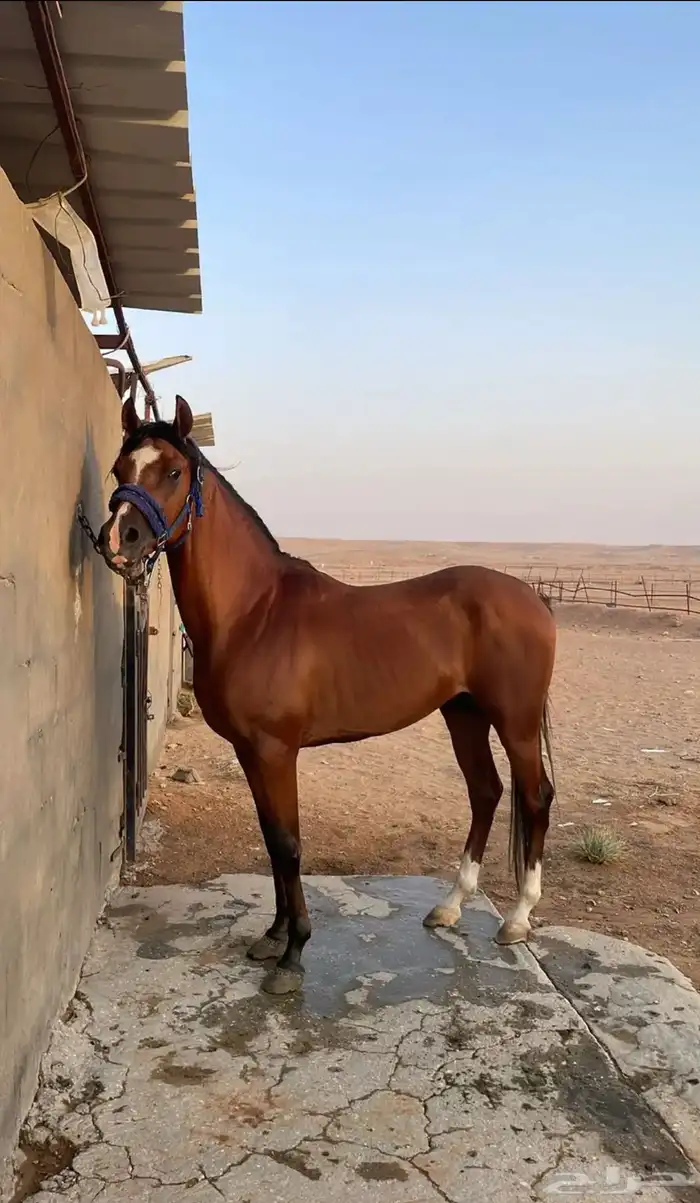 حصان واهو شييخ 0