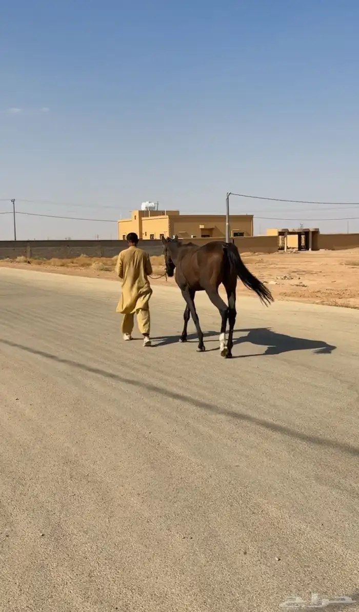 احصان انقليزي ورق 4