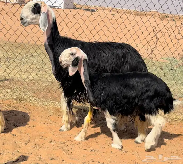 للبيع نجد خصم متبع ورخال 0