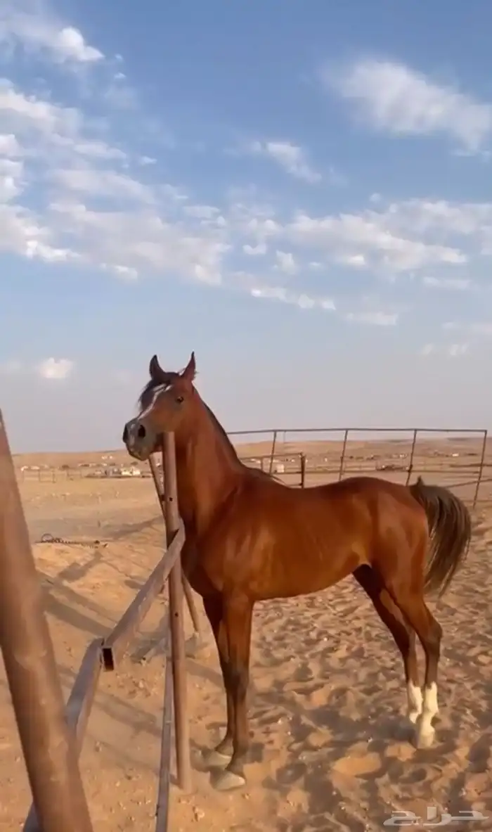 حصان واهو شييخ 2