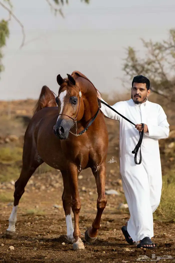 معلم فروسيه 0