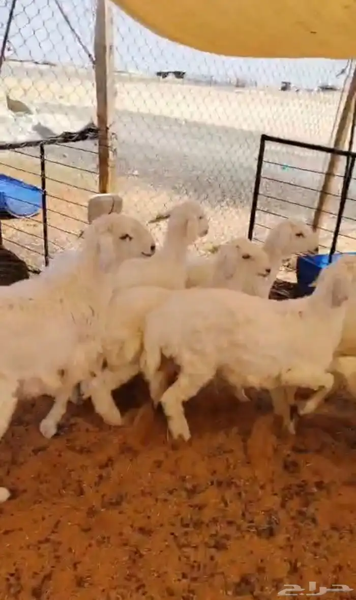 ذبايح ذبائح 0