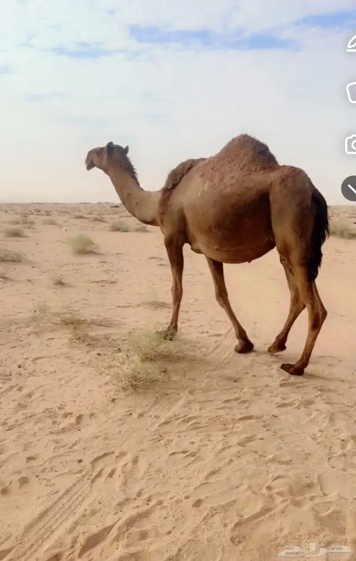 ناقه صفر ملاقي 1