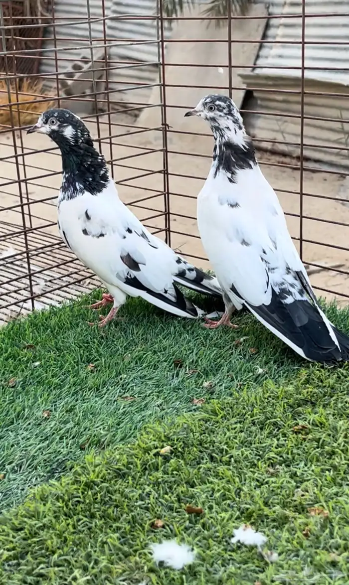 حمام بكستاني 1