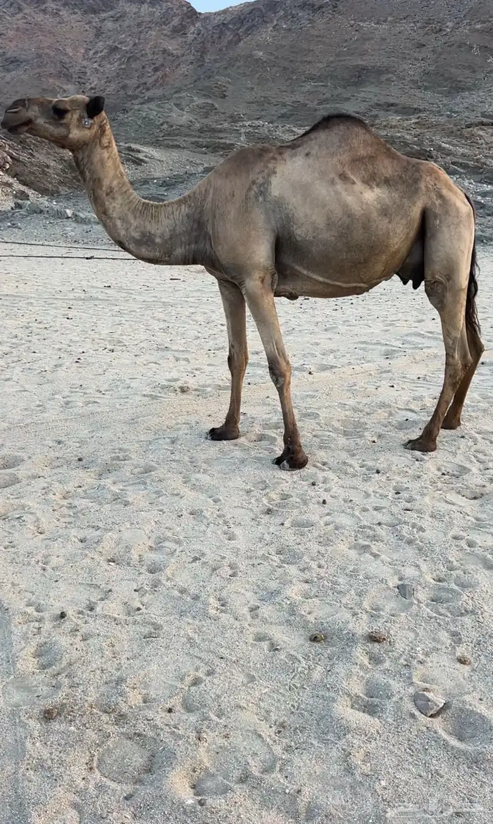 ناقه حمرا مجموع حليب 2