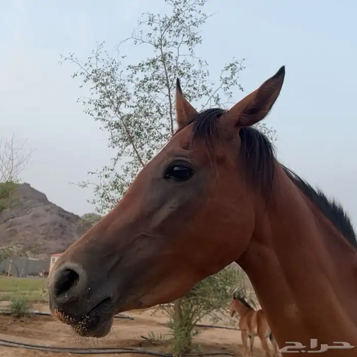 فرس شعبي عربيه كفو 11