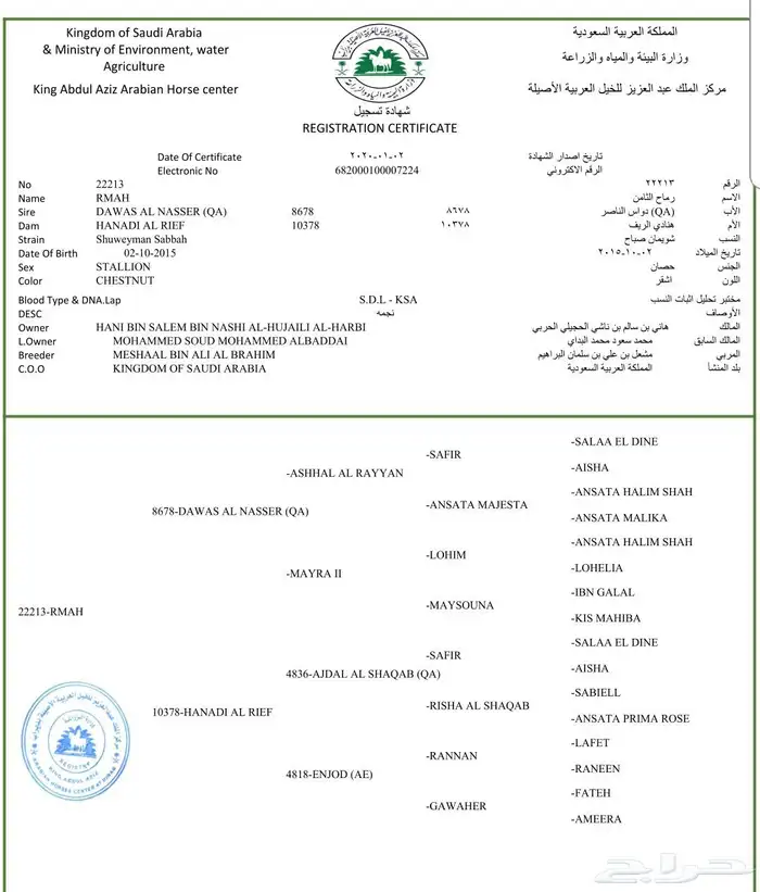 حصان عربي فحل 2