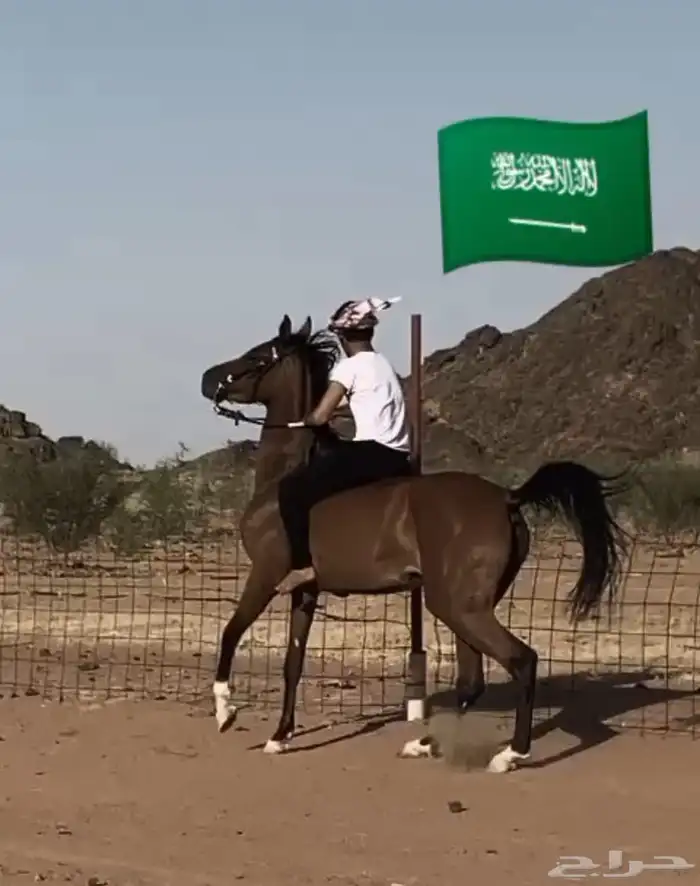 فرس شعبي عربيه كفو 22