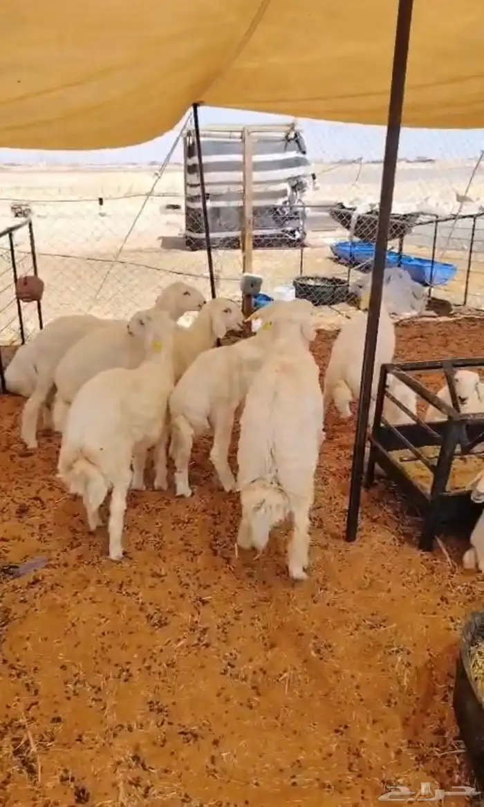 ذبايح ذبائح 5