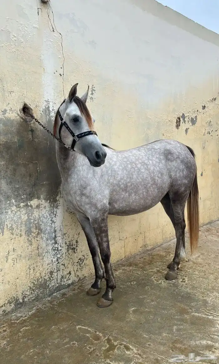 مربط المميز للايواء 1