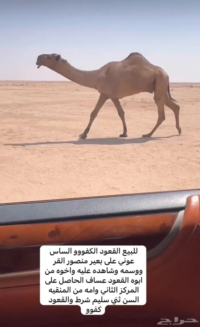 جمل 0