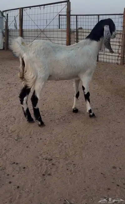 جذعه جفره 0