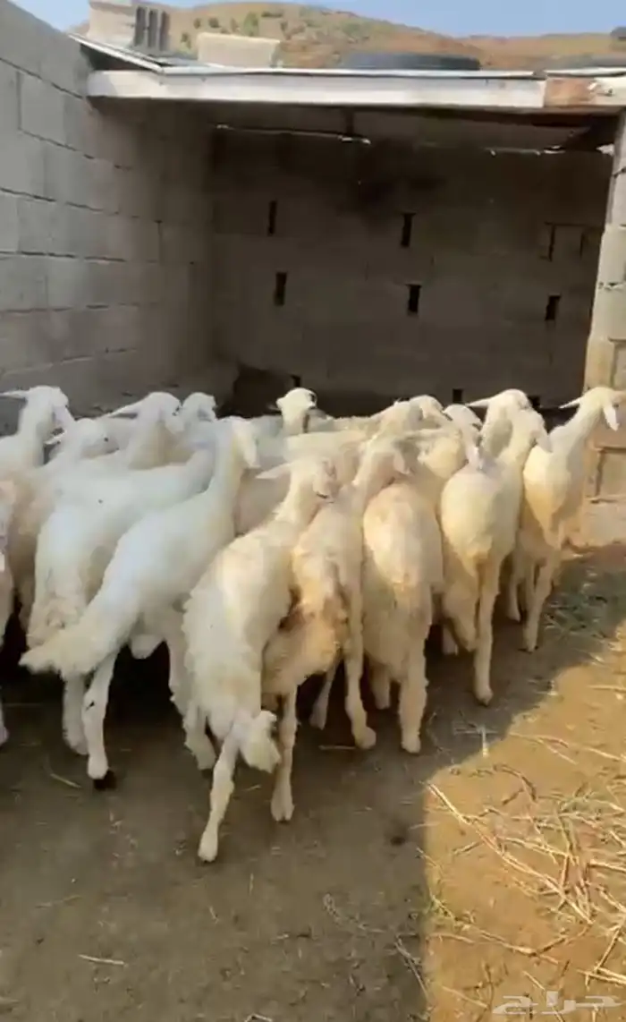 بهم حري 3