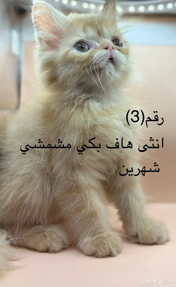 كتن   بيكي فيس   شيرازي   هاف بكي 2