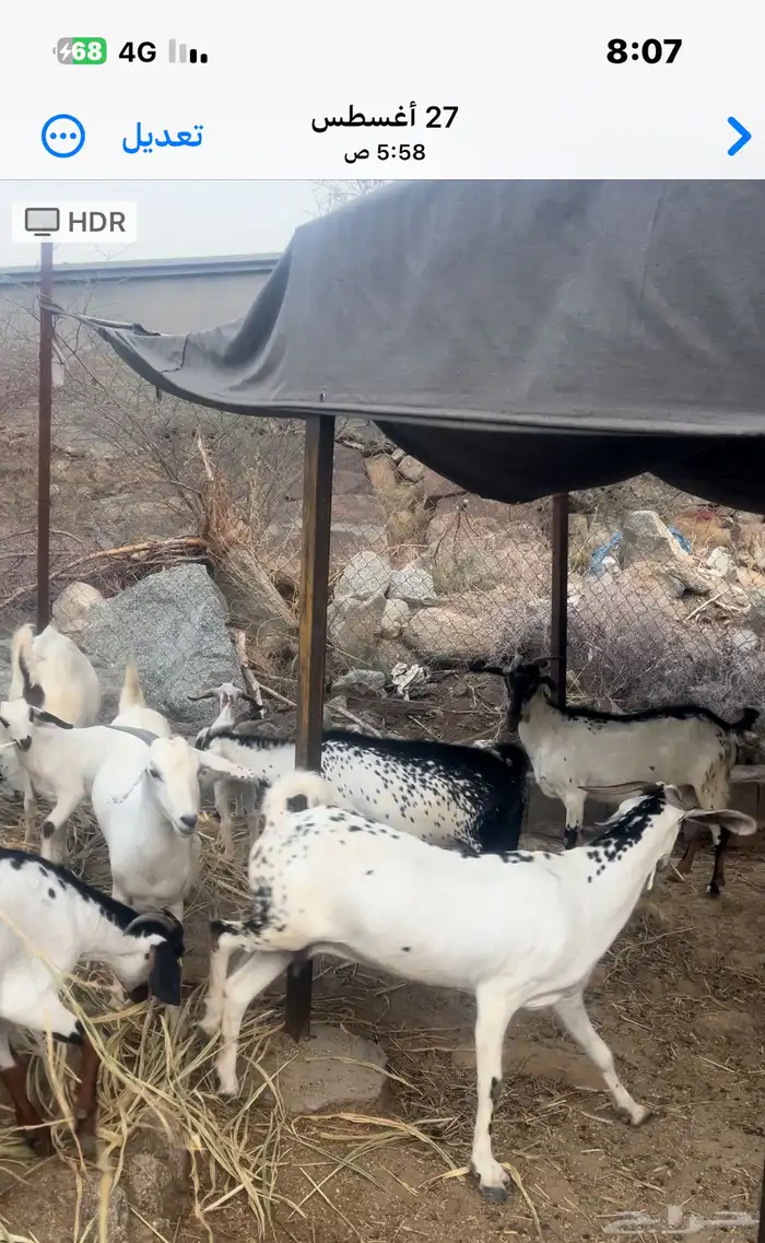 ماعز بيشي فاخر مرخ وكحل 6