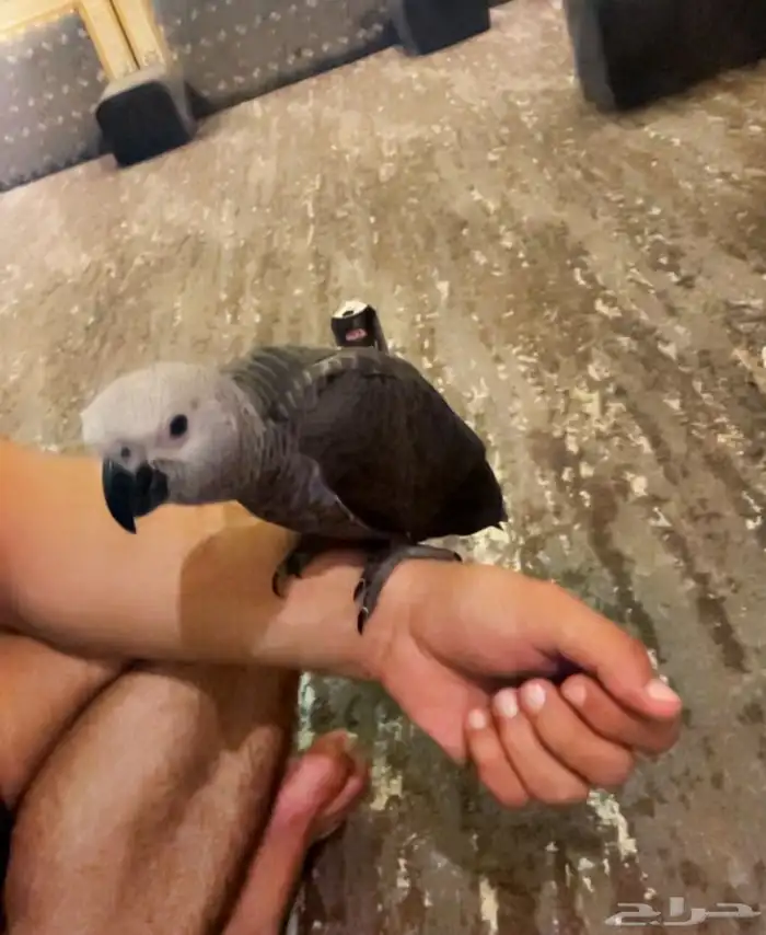 ببغاء ضايع اللي يحصله او يشوفه يدق علي 0