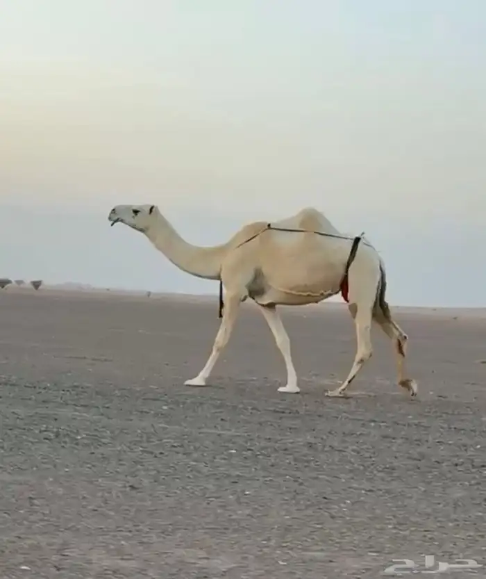 للبيع ضروبه ناقه دوبها شاق 0