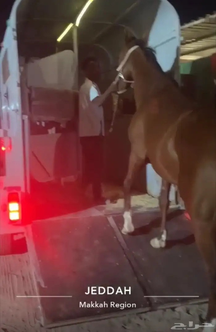 عربه نقل خيل 4