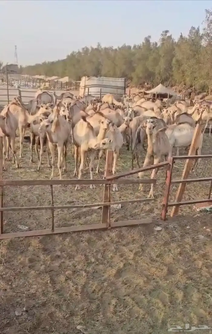يابلاش حشو صومالي ب 2750 ريال 0