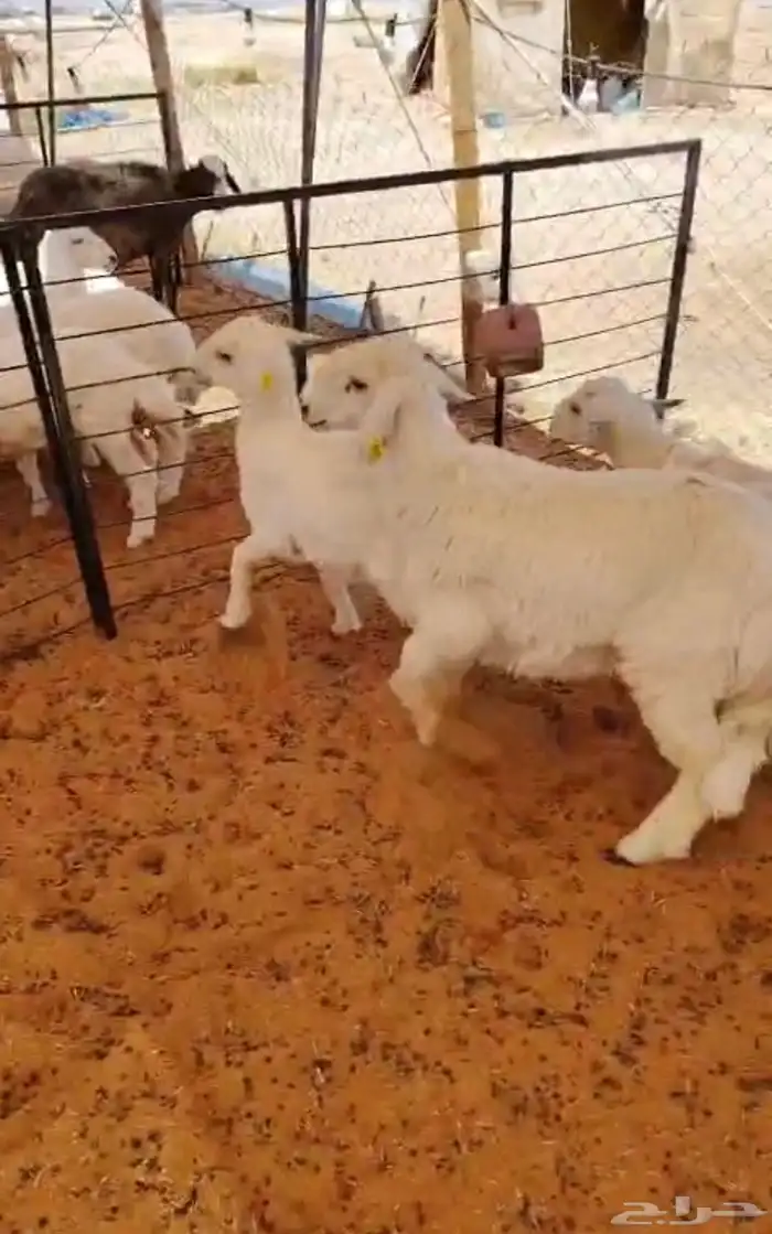 ذبايح ذبائح 1