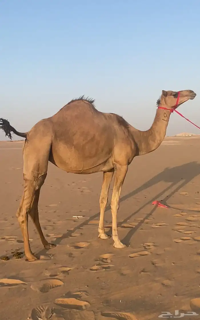 هجن بنت شاهين الصلف من هجن عامر الرفاده 0