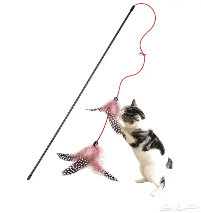 احتياجات القطط 0