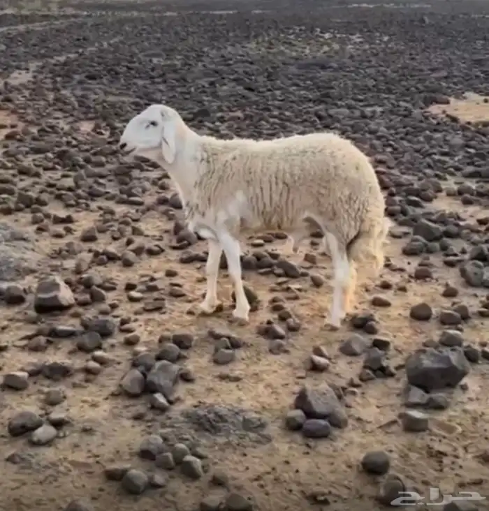 طلي حري صنف 1